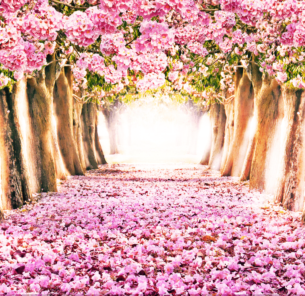 CHERRY BLOSSOM  BACKDROP - Twins Print